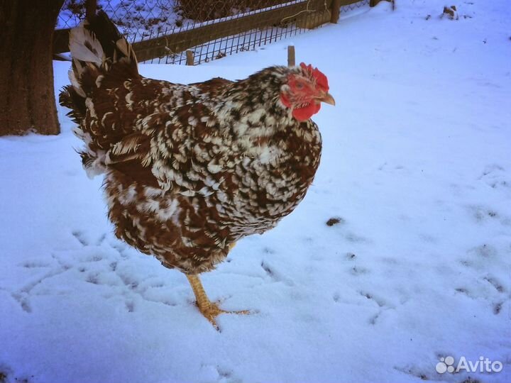 Ливенская ситцевая яйцо инкубационное