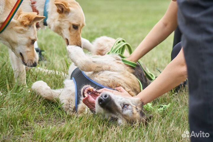 Самый добрый и ласковый пёс не может найти дом