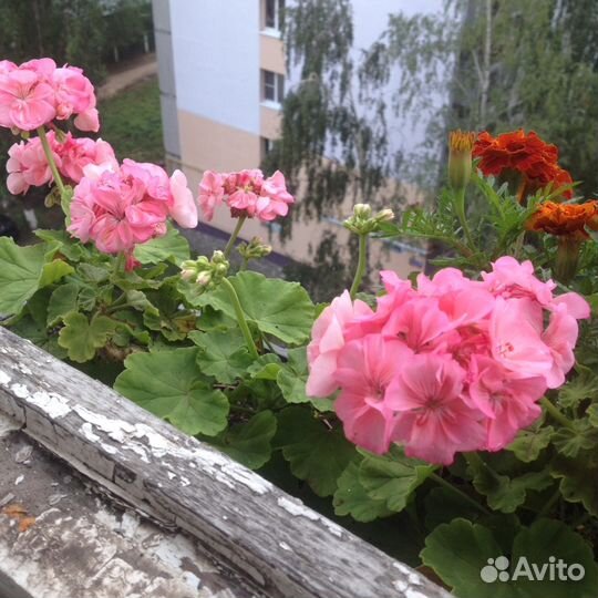 Герань,розовая,красная,Алая