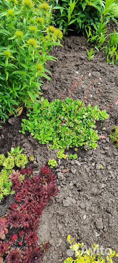 Почвопокровные растения