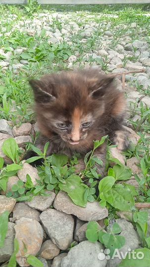 Котята меньше 2 месяцев