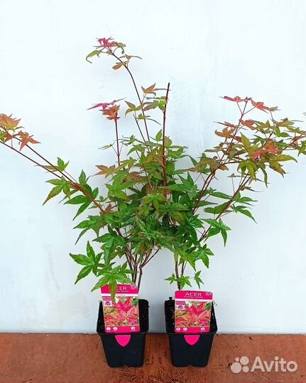 Японский клен