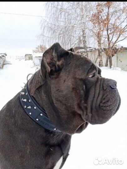 Эксклюзивные ошейники, любых размеров