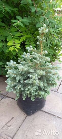 Ель голубая