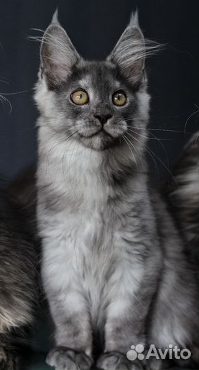 Котята Мейн Кун