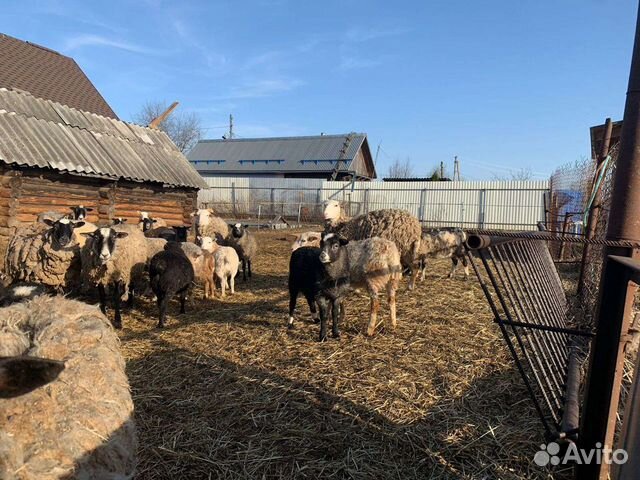 Овцы бараны ягнята романовские