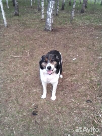 Щенки алабая