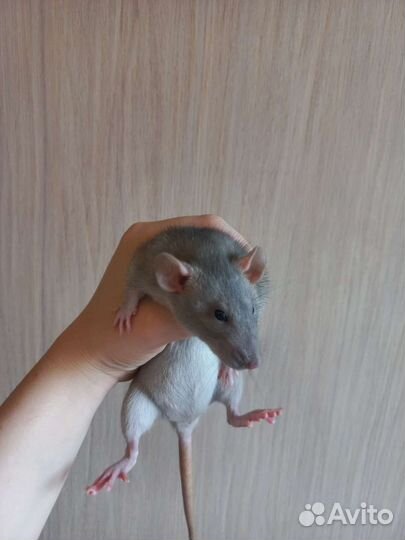 Отдам крысу с клеткой