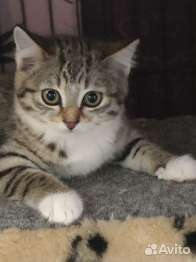 Котенок девочка
