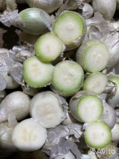 Лук на перо Дайтона Каратал Стардаст Штутгарт