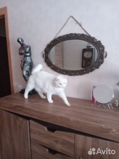 Кошка турецкая ангора