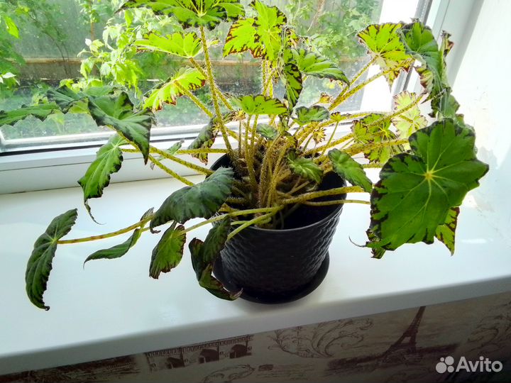 Комнатные цветы