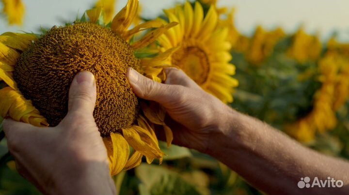 Семена подсолнечника гибрид Грант