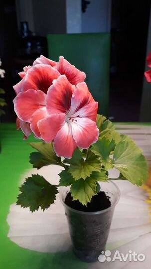 Пеларгония герань королевская