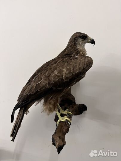 Чучело орла (имитация)