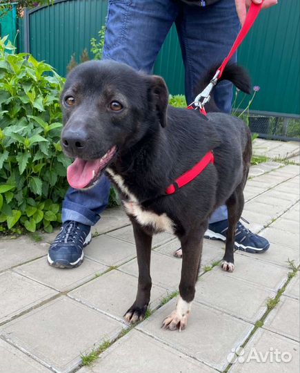 Дарю собака