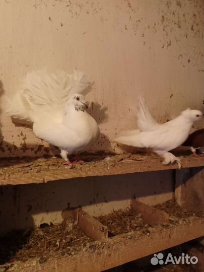 Продажа статных голубей