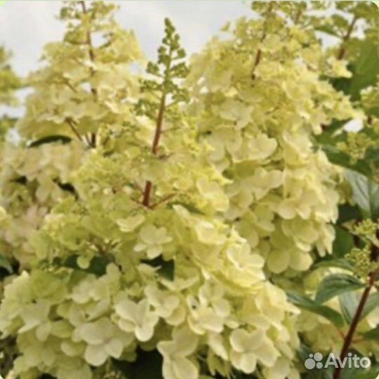 Кенделайт Гортензия метельчатая