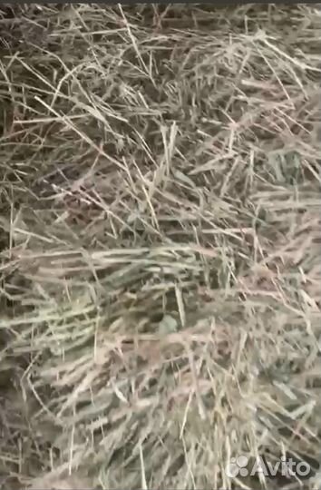 Сено пырей, разнотравье, ковыл