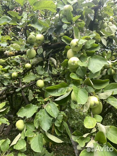 Яблоки садовые