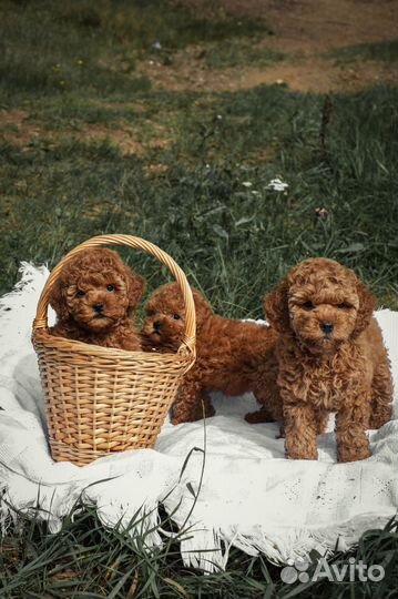Миниатюрный пудель щенки