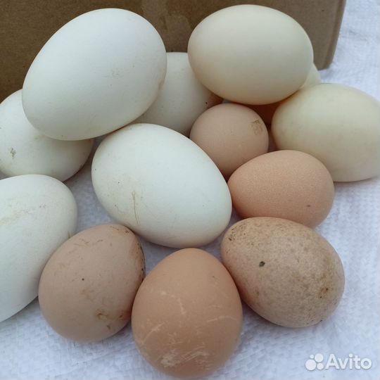 Яйцо домашнее