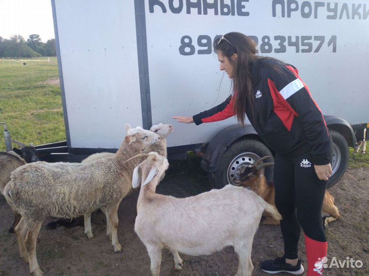 Конные прогулки
