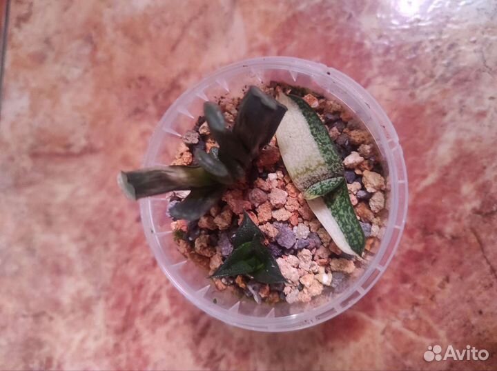 Haworthia и gasteria набором 7 штук