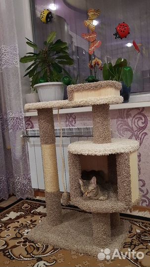 Лежаки и столбики для ваших питомцев, новое