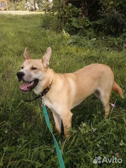 Собака дворняжка