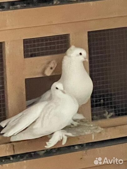 Голуби