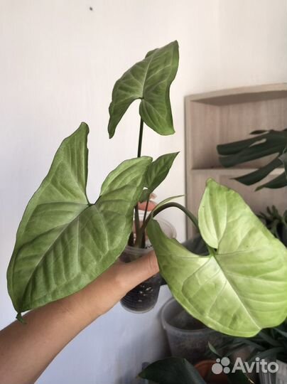 Сингониум white butterfly