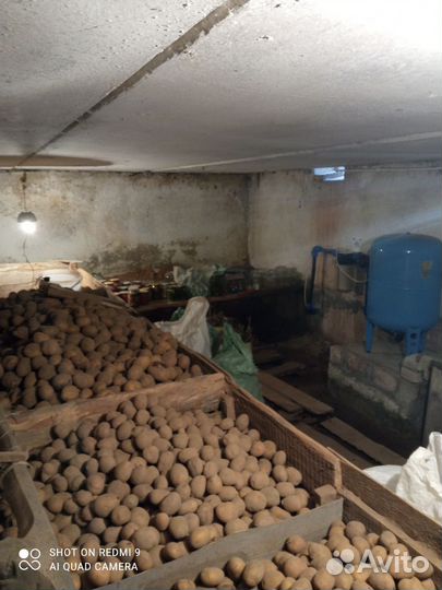 Картофель со своего участка