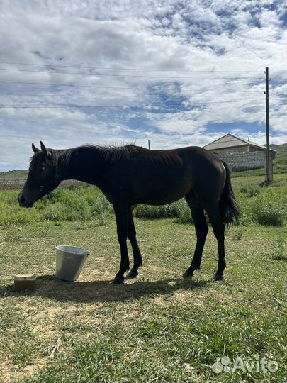 Арабские лошади