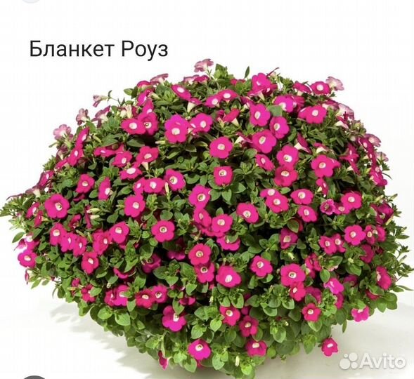 Вегетативная петуния и калибрахоа