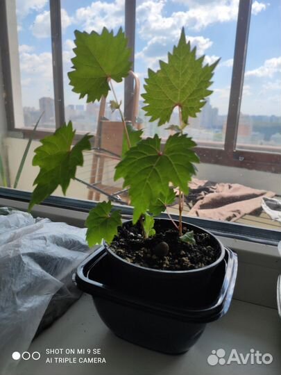 Абутилон, клён комнатный