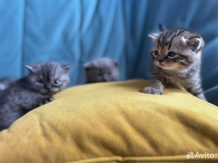 Британские котята