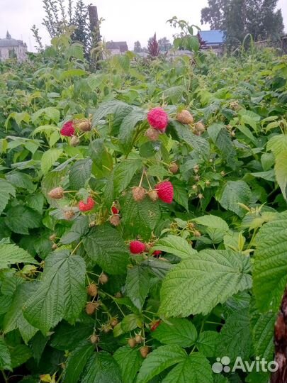 Саженцы малины элитных сортов