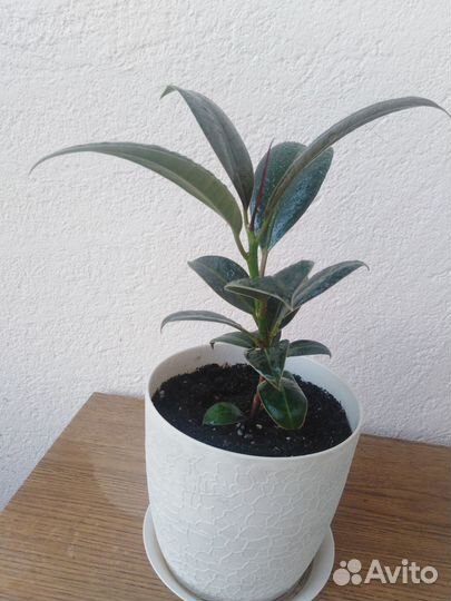 Фикус эластика мелани