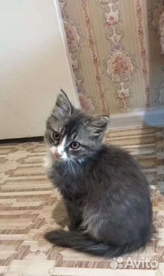 Очаровательный котёнок в добрые руки