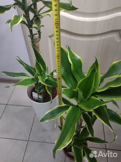 Драцена голден кост