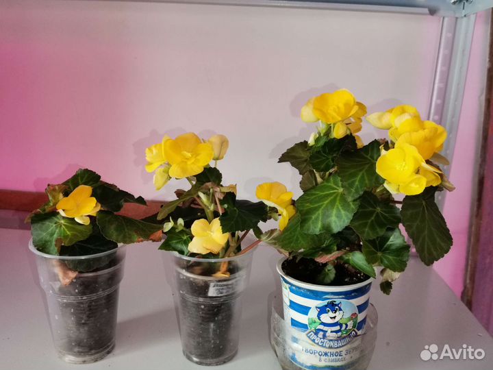 Бегония элатиор