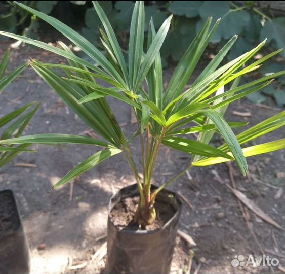 Пальма трахикарпус