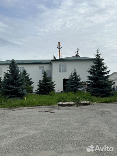 Ель голубая