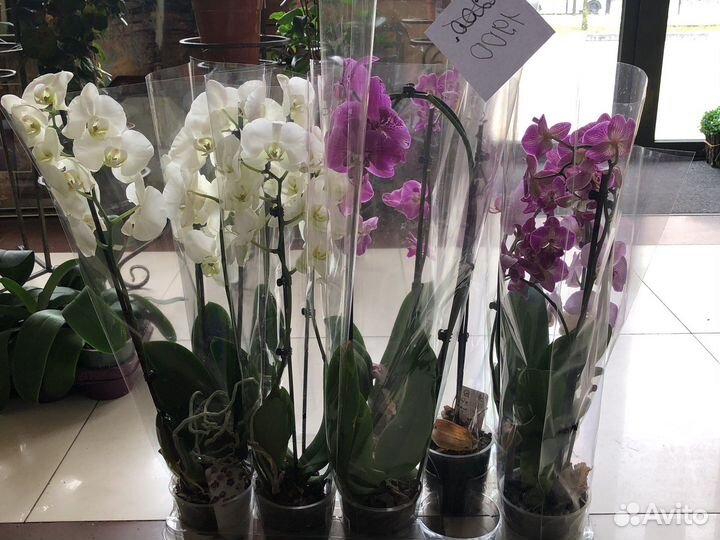 Орхидея дендробиум