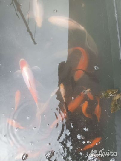 Прудовые рыбки цена от размера цвета