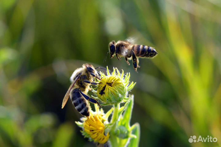 Пчелы+улий б/у