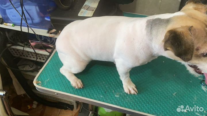 Стрижки собачек и кошек