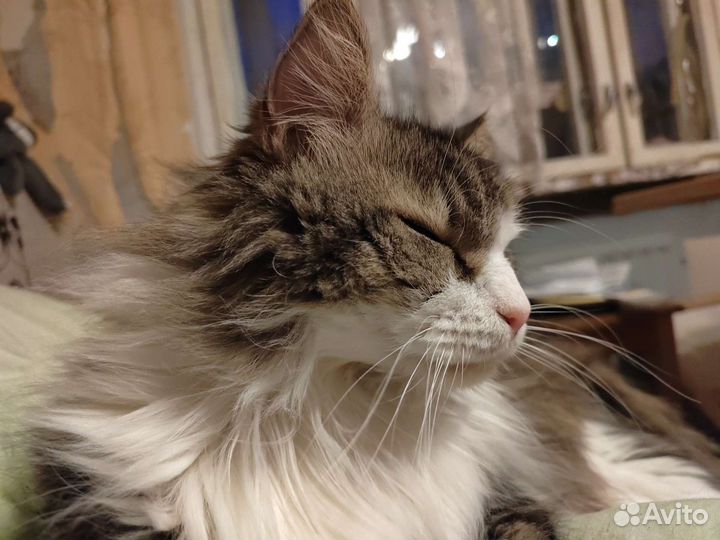 Кошка в дар