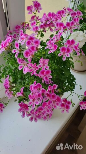 Герань пеларгония Ангел Виола черенки и королевск